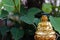 Closeup shot of a small Buddha statue against green leaves in the background for peace & nature concept