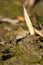 Closeup shot of a small butterfly on a mud in summer day