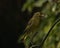 Closeup shot of a small Camouflaged Greenfinch bird perched with a blur background