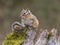 Closeup shot of a small chipmunk perched on a tree trunk