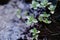 Closeup shot of small growing green sedum ewersii plants