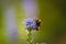 Closeup shot of a small honeybee near the blue flower