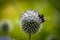 Closeup shot of a small honeybee near blue globe-thistle