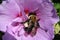 Closeup shot of a small honeybee near hibiscus flower