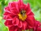 Closeup shot of a small honeybee on the red dahlia