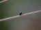 Closeup shot of a small housefly (Musca domestica) resting on a wire on the blurred background