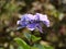 Closeup shot of small hydrangea flowers on a sunny day