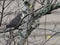 Closeup shot of the small Mourning dove perched on the tree branches