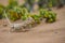 Closeup shot of a small Namaqua chameleon (Chamaeleo namaquensis) resting on the sand