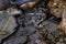 Closeup shot of a small natterjack toad