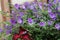 Closeup shot of small nightshade flowers