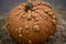 Closeup shot of a small orange Knucklehead pumpkin with warts