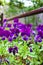 Closeup shot of small pansy flowers on blurred background