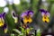 Closeup shot of small pansy flowers on blurred background