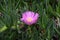 Closeup shot of a small pink Carpobrotus flower blooming in the field