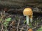 Closeup shot of a small saffron float mushroom on the forest ground