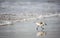 Closeup shot of a small sanderling near the beach