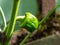 Closeup shot of small, unripe green pepper maturing in the garden