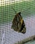 Closeup shot of Smyrna blomfildia on metal net fence