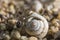 Closeup shot of a snail on gravel