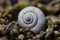 Closeup shot of a snail on gravel