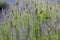 Closeup shot of a snail on a purple lavender flower on a blurred background