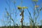 Closeup shot of snails on a yellow wildflower in a field