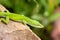 Closeup shot of a solitary green anole perched on a rocky surface