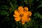Closeup shot of a solitary orange cosmos flower with buds in the blurry background