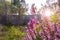 Closeup shot of some pretty purple flowers (Erica Vagans) in a forest at the beautiful sunset