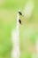 Closeup shot of some unknown couple insects are perching on a cogon grass flower