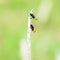 Closeup shot of some unknown couple insects are perching on a cogon grass flower