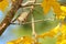 Closeup shot of a songbird perched on a wooden branch in autumn