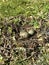 Closeup shot of a Southern lapwing's nest with eggs. Vanellus chilensis