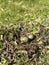 Closeup shot of a Southern lapwing's nest with eggs. Vanellus chilensis