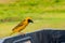 Closeup shot of a southern masked weaver outdoors with a blurry background