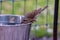 Closeup shot of a sparrow bird drinking water from a bucket