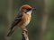 closeup shot of a sparrow on a branch with leaves