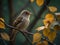 closeup shot of a sparrow on a branch with leaves