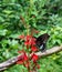 Closeup shot of the Spicebush swallowtail butterfly (Papilio troilus) on cardinal flower