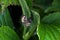 Closeup shot of a spider catching a bumblebee on green leaves background