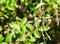 Closeup shot of a spider on its web behind several plants