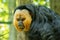 Closeup shot of a spider monkey in jungles