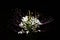 Closeup shot of a Spiny spiderflower in white and purple colors on a black background