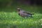 Closeup shot of a spotted bird standing on a green grass