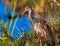 Closeup shot of a spotted brown limpkin bird perched near a lake