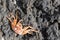 Closeup shot of a spotted orange crab scuttling around on a rock