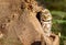 Closeup shot of spotted owls on a tree during the day