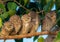 Closeup shot of spotted owls on a tree during the day