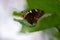 Closeup shot of a spread-wing skipper Two-barred flasher butterfly, on a green leaf